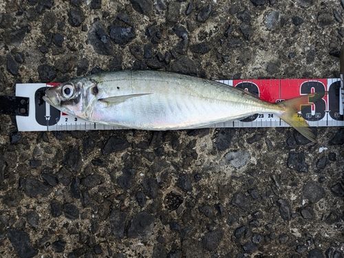マルアジの釣果