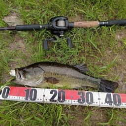 ラージマウスバス