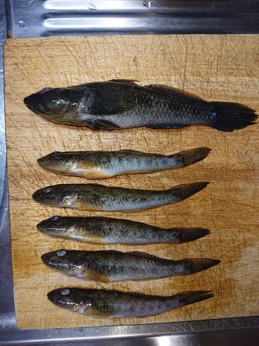 マハゼの釣果