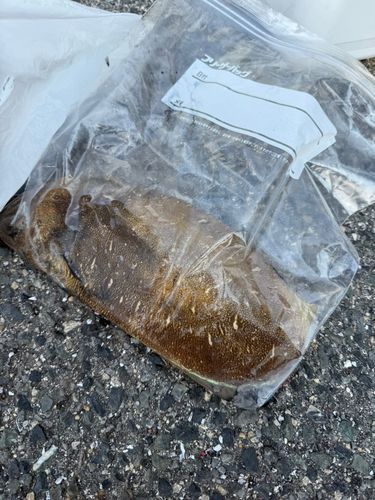 コウイカの釣果