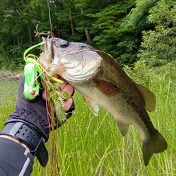 ラージマウスバス