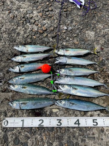 サバの釣果