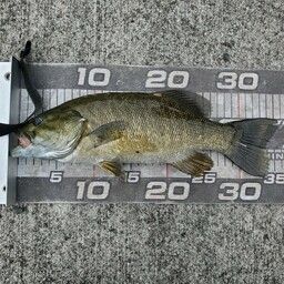 スモールマウスバス