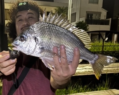 キビレの釣果