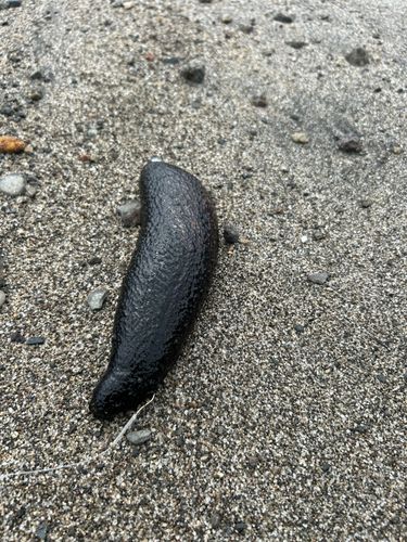 ナマコの釣果