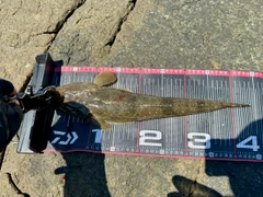 マゴチの釣果
