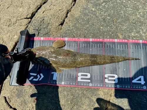 マゴチの釣果