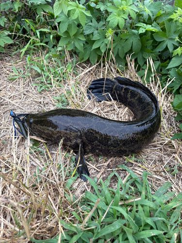 ライギョの釣果