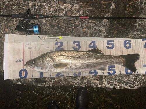 シーバスの釣果