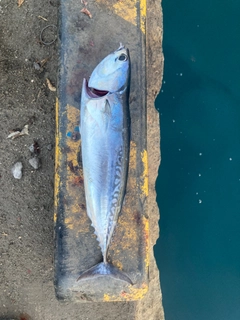 マルソウダの釣果