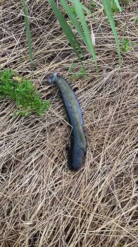 ニホンナマズの釣果