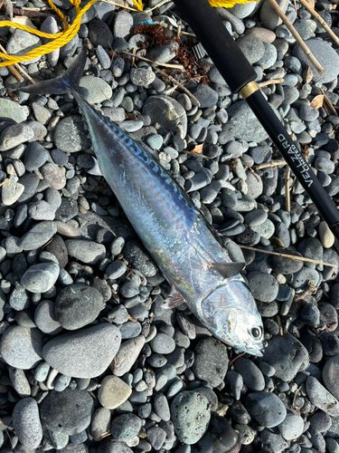 マルソウダの釣果