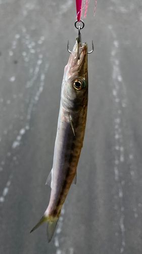カマスの釣果