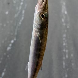 カマス