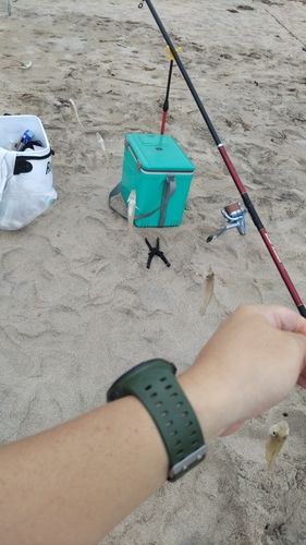 シロギスの釣果