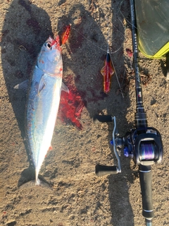 マルソウダの釣果
