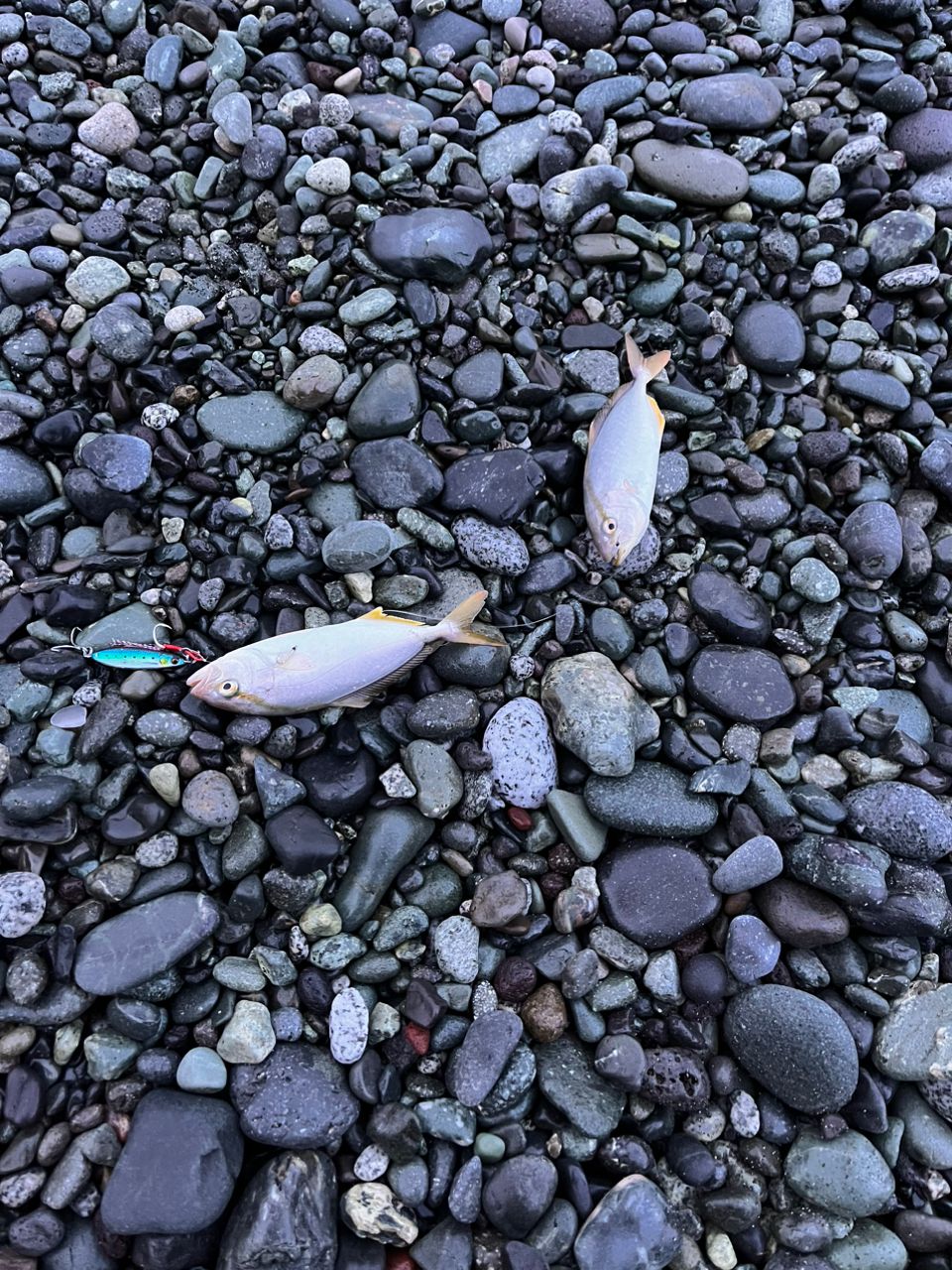 ショゴ