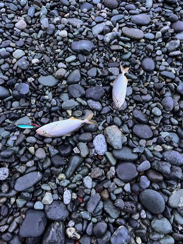 ショゴの釣果