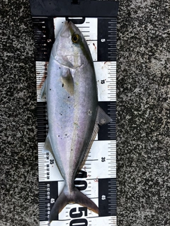 カンパチの釣果
