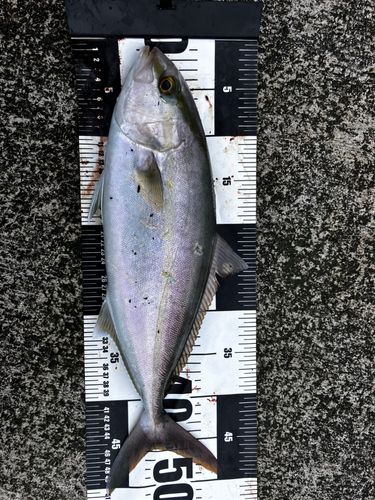カンパチの釣果