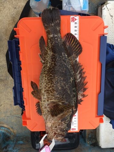 タケノコメバルの釣果