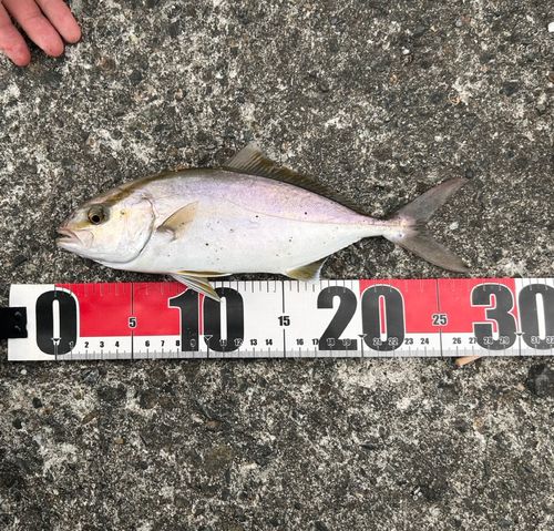 ショゴの釣果