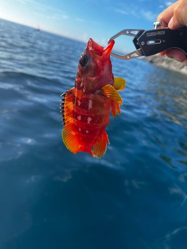 アカハタの釣果