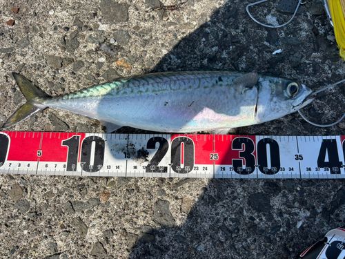 サバの釣果