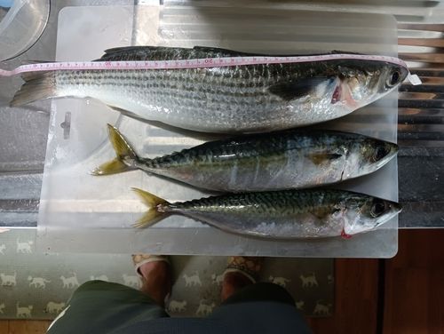 ボラの釣果