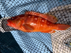 アカハタの釣果