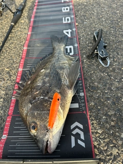 チヌの釣果