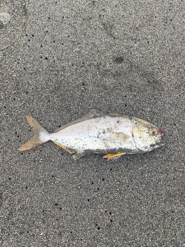 ショゴの釣果