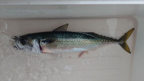 サバの釣果