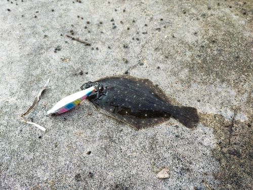 ソゲの釣果