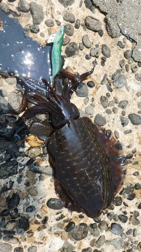 アオリイカの釣果