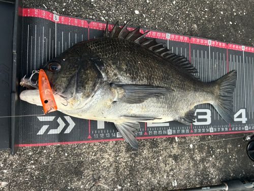 チヌの釣果