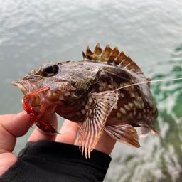 カサゴ
