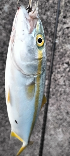 ヒラマサの釣果