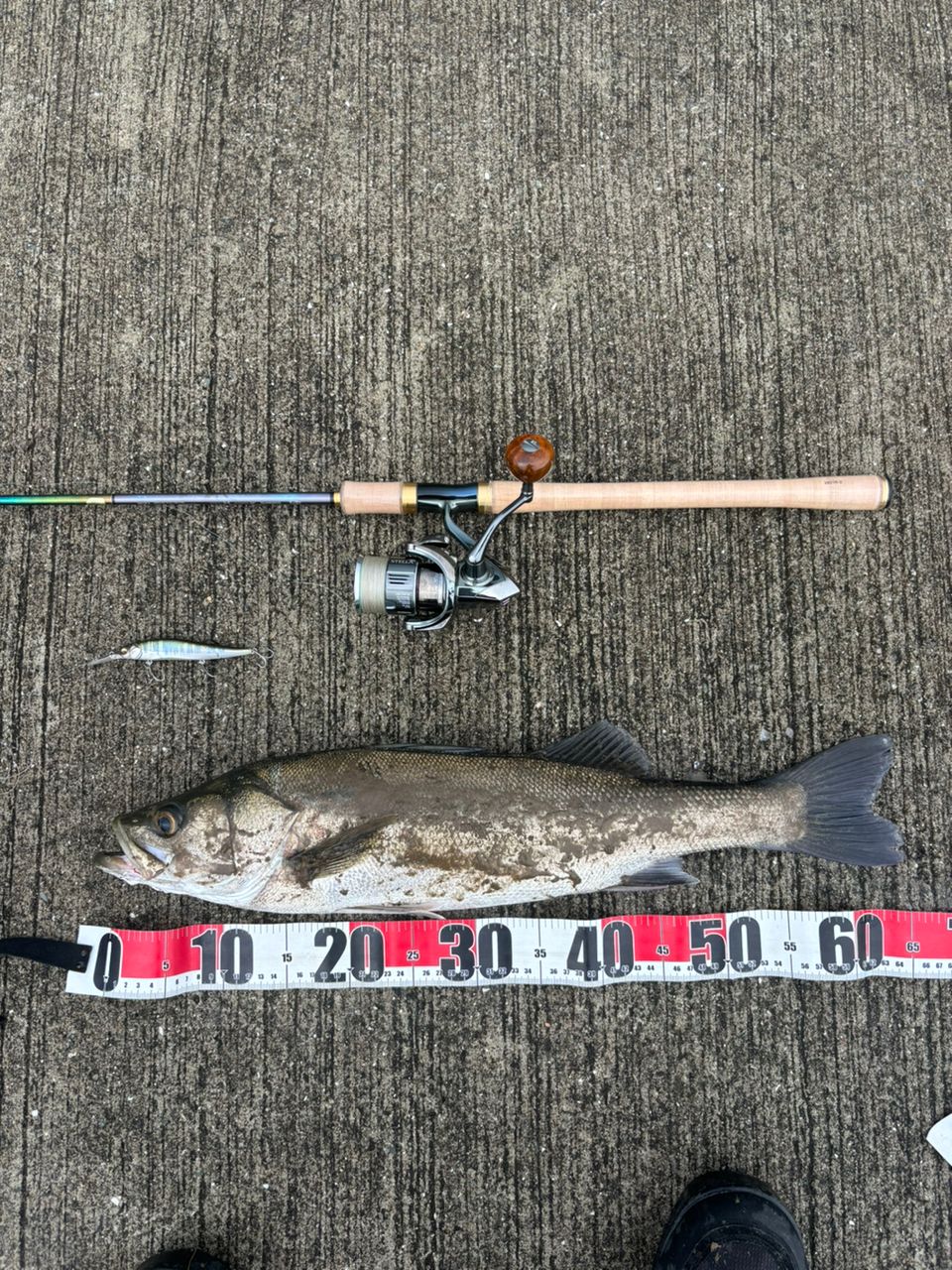 シーバス