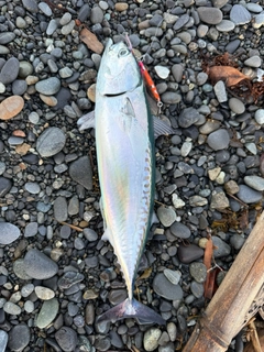 マルソウダの釣果