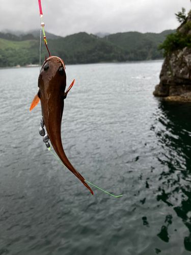 ドンコの釣果