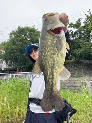 ラージマウスバス