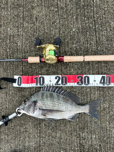 チヌの釣果