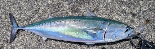 マルソウダの釣果