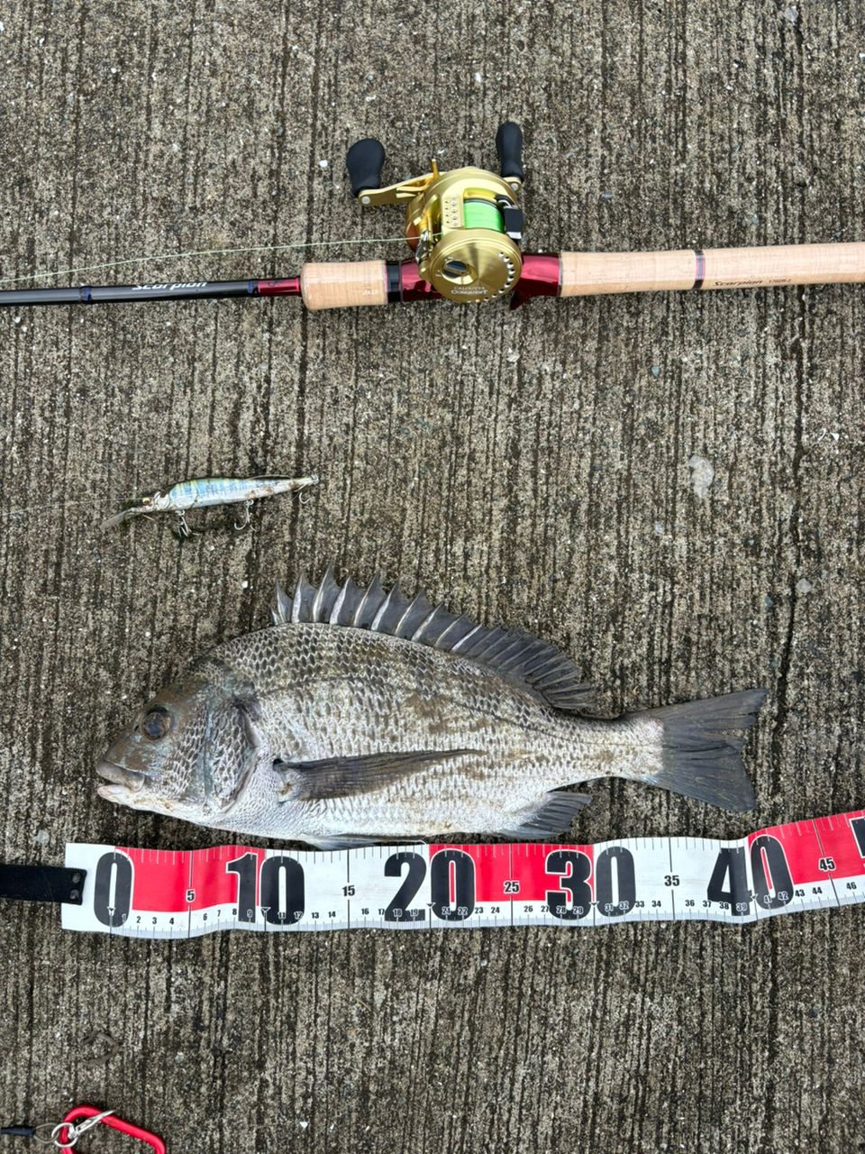 SHIMANO 19スコーピオン 1702R-2の最安値・インプレ・釣果