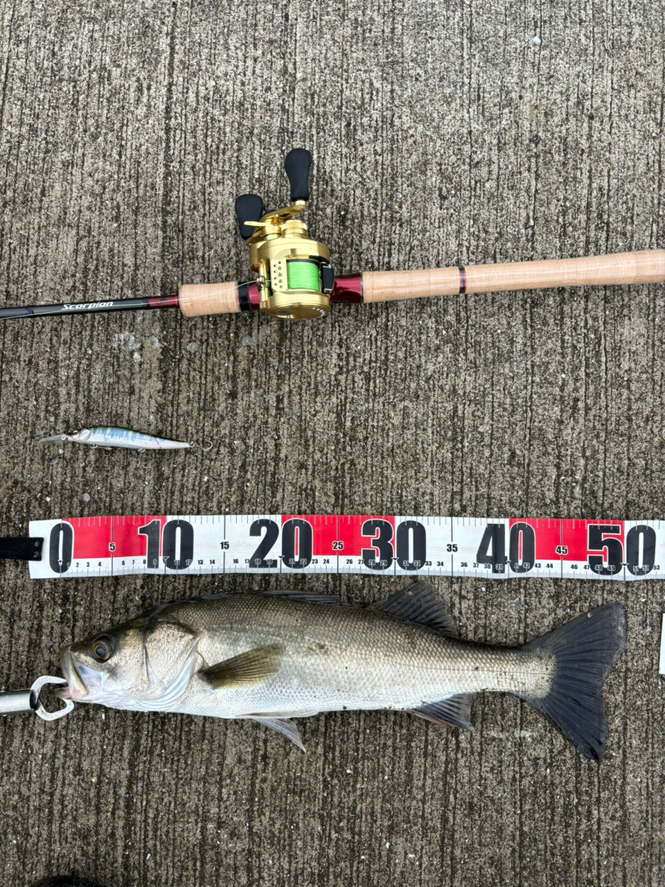 SHIMANO 19スコーピオン 1702R-2の最安値・インプレ・釣果