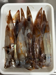 ムギイカの釣果