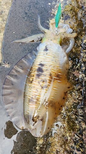 アオリイカの釣果