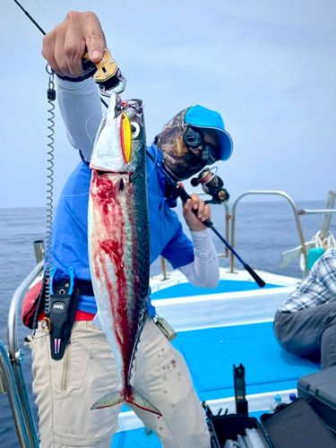 ゴマサバの釣果