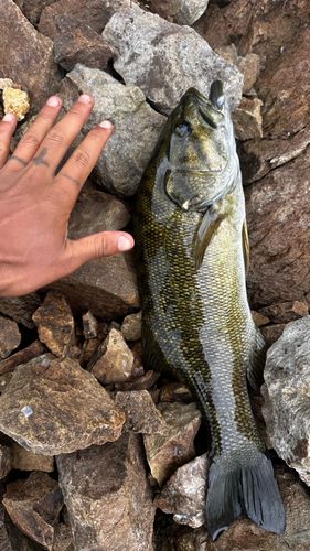 ブラックバスの釣果